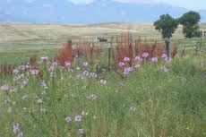 meadown in truckton colorado